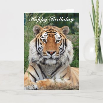 Tiger Head Beautiful Photo Happy Birthday Card by roughcollie at Zazzle