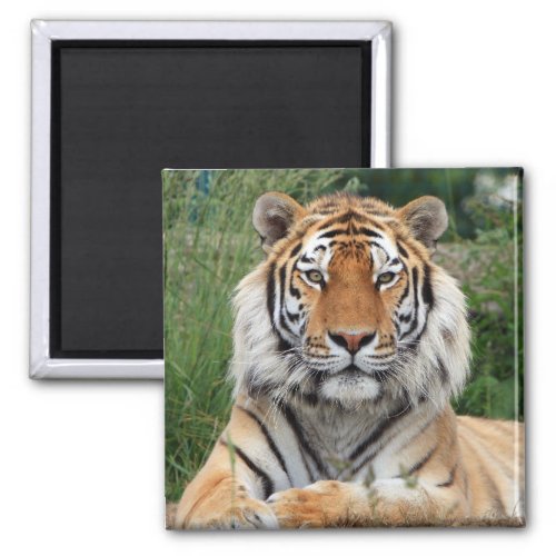 Tiger head male beautiful photo fridge magnet