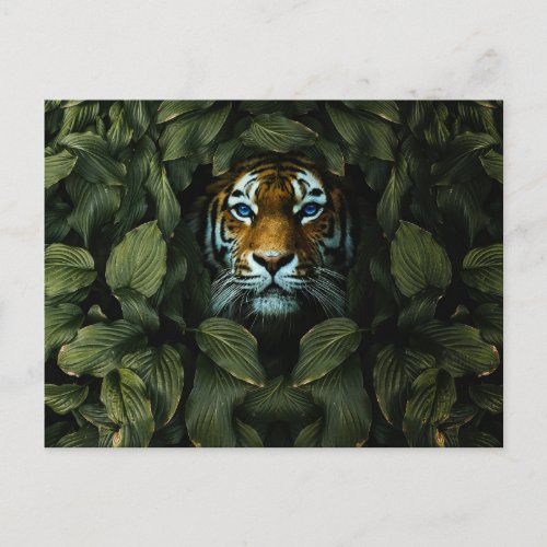 Tiger hiding   postcard