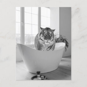 Tiger in Bathtub Black White Bathroom art Postcard