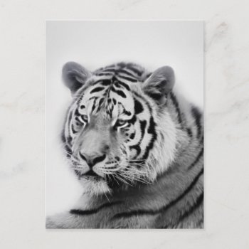 Tiger In Black And White Postcard by laureenr at Zazzle