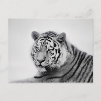 Tiger in Black and White Postcard