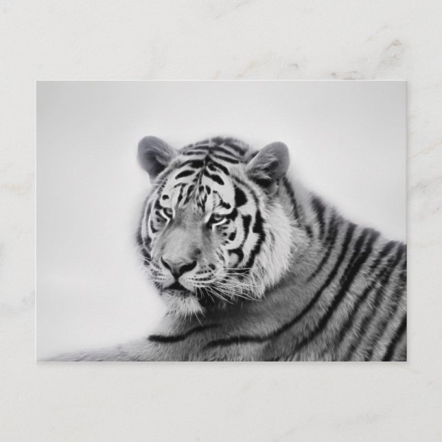 Tiger in Black and White Postcard (Front)