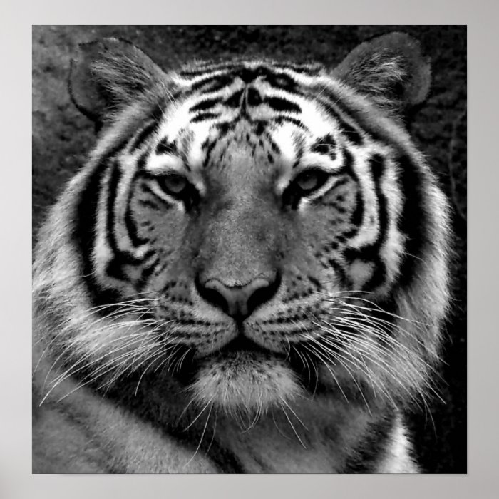 Tiger in Black & White Posters