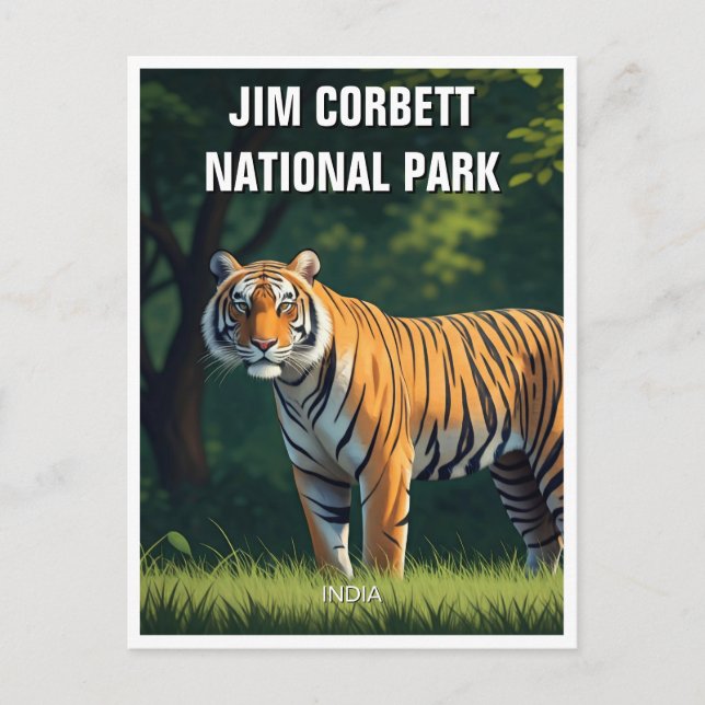 Tiger in Jim Corbett National Park Postcard (Front)