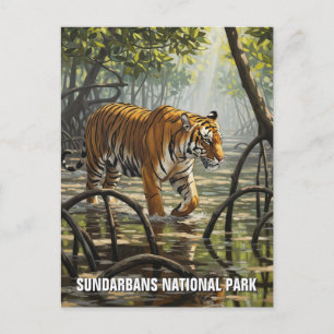Tiger in Sundarbans National Park India Postcard
