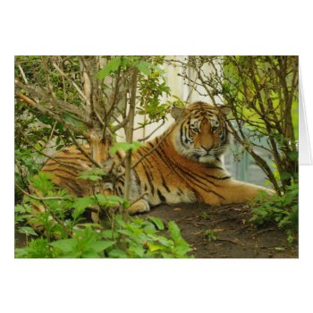 Tiger In The Forest by zzl_157558655514628 at Zazzle