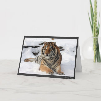 Tiger in the Snow Card