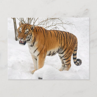 Tiger in the Snow Postcard
