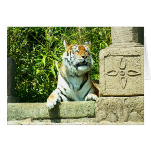 Tiger in the temple cards