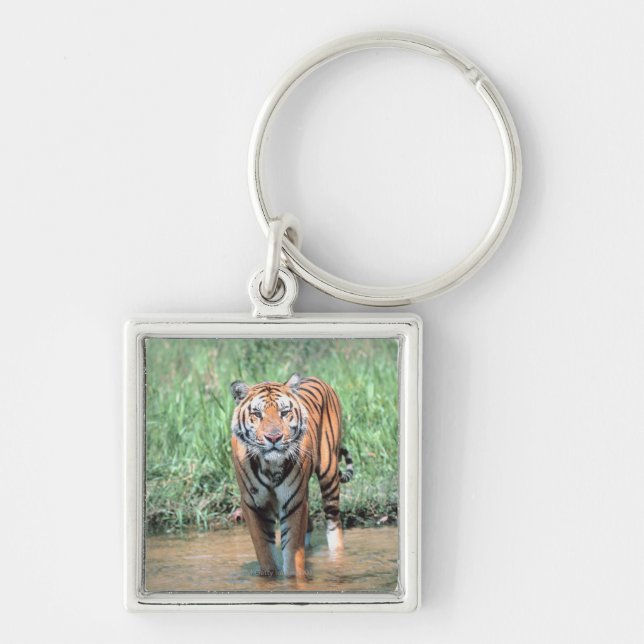 Tiger in water keychain (Front)