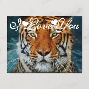 Tiger in Water Photograph I Love You Postcard