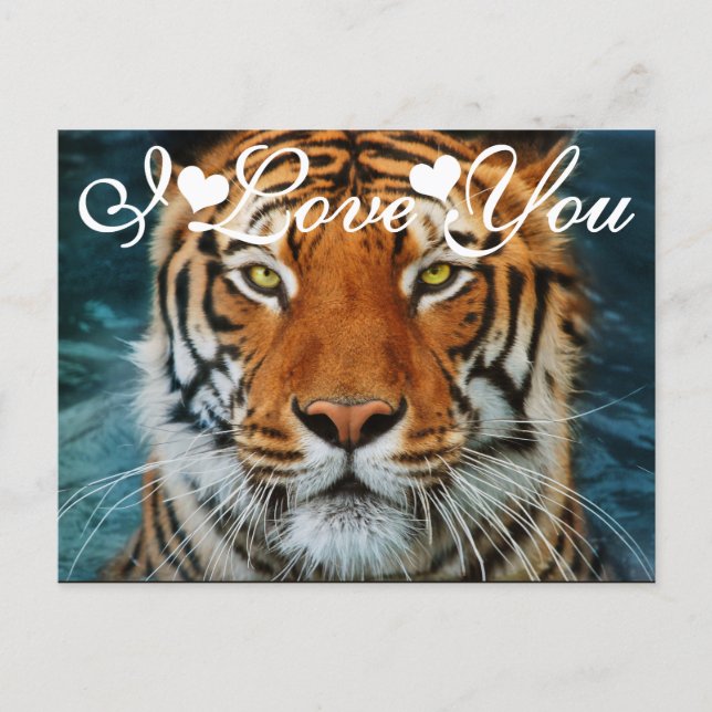 Tiger in Water Photograph I Love You Postcard (Front)