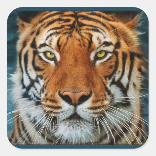 Tiger in Water Photograph Square Sticker