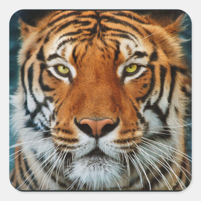Tiger in Water Photograph Square Sticker (Front)