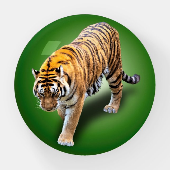 TIGER IN YOUR DIRECTION PAPERWEIGHT (Front)