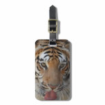Tiger Kisses Luggage Tag