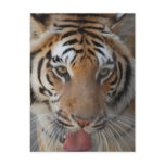 Tiger Kisses Postcard