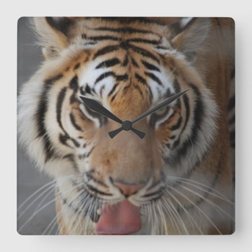 Tiger Kisses Wall Clock