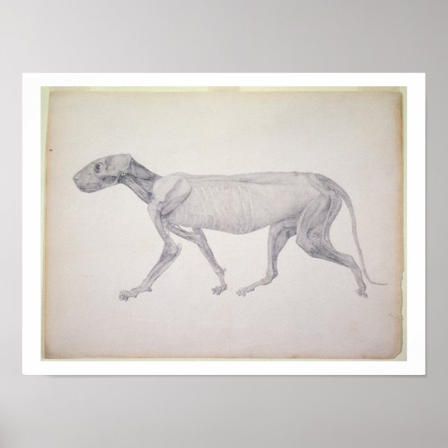 Tiger: Lateral View, Partially Dissected, from the Poster (Front)