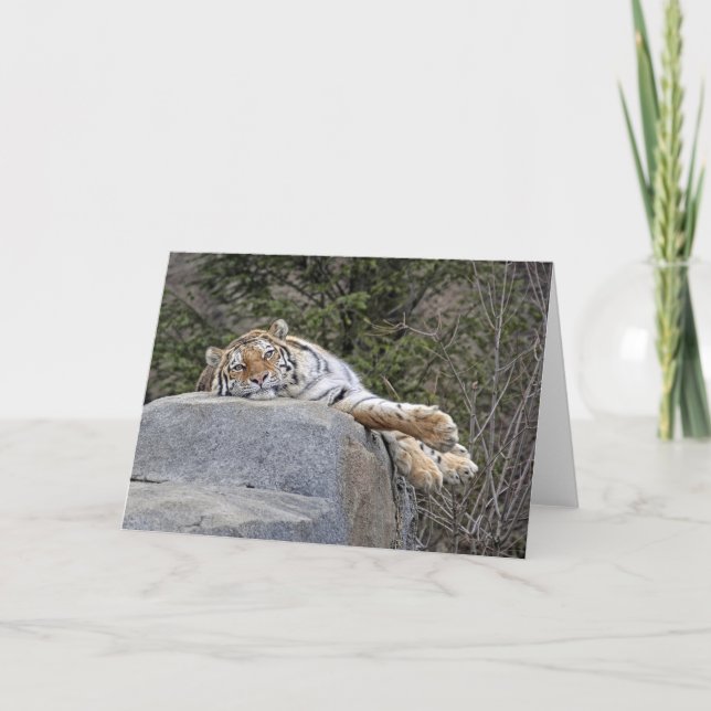 Tiger "Lazy Day" Greeting Card (Front)