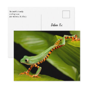 Tiger Leg Monkey Tree Frog Postcard
