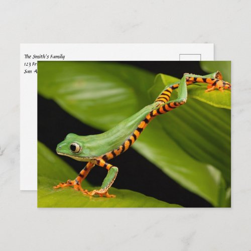 Tiger Leg Monkey Tree Frog Postcard