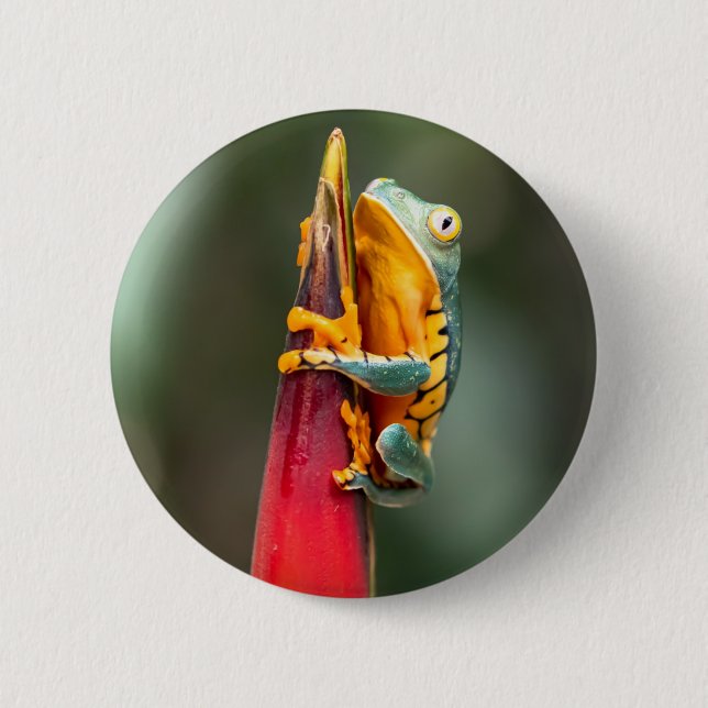 Tiger Legged Monkey Tree Frog Green Orange Button (Front)