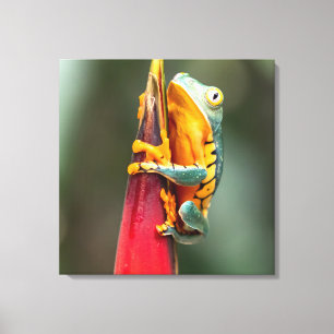 Tiger Legged Monkey Tree Frog Green Orange Canvas Print