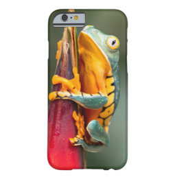 Tiger Legged Monkey Tree Frog Green Orange Barely There iPhone 6 Case