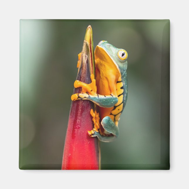 Tiger Legged Monkey Tree Frog Green Orange Magnet (Front)