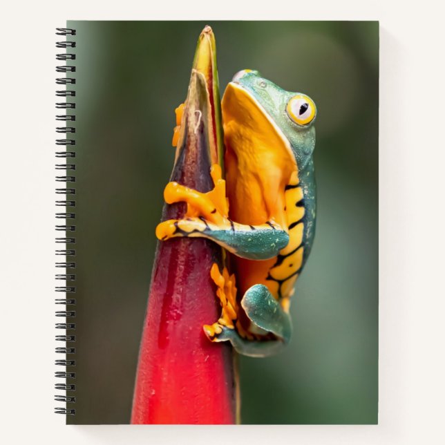 Tiger Legged Monkey Tree Frog Green Orange Notebook (Front)