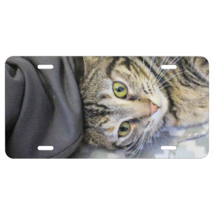 Tiger License Plate