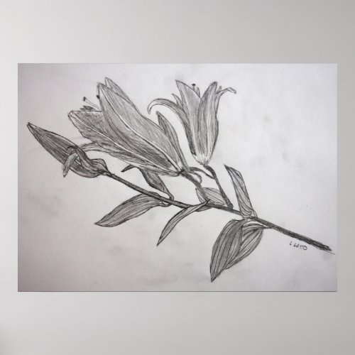 Tiger Lilies Pencil Drawing Flower Art Print