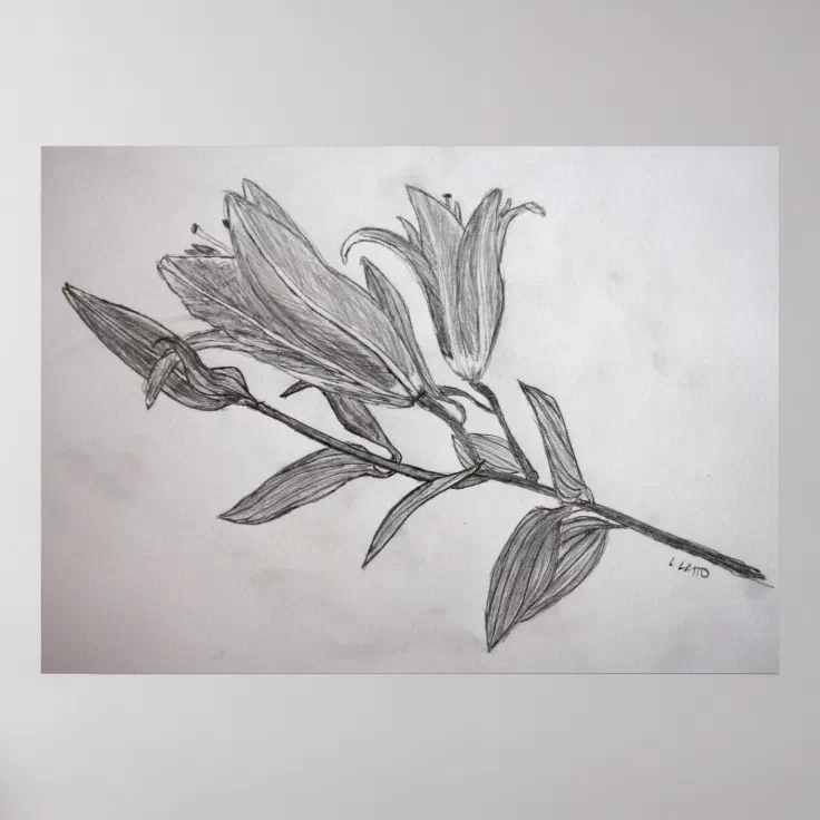 pencil drawings of tiger lilies