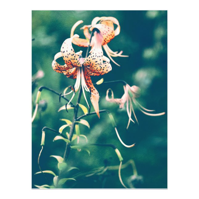 Tiger lilies photo print (Front)