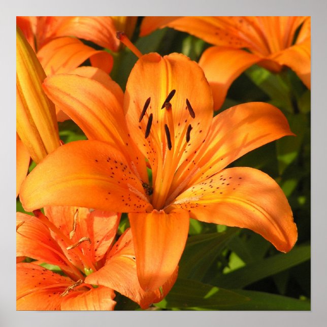 Tiger Lilies Photograph Poster (Front)
