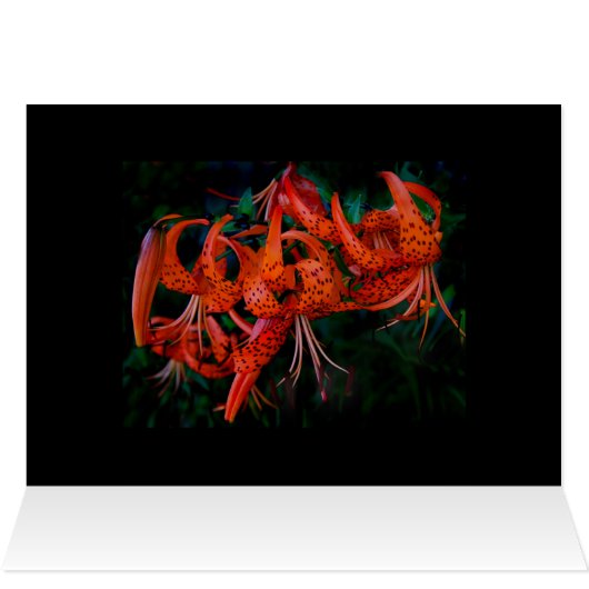 Tiger Lilly Cards (Inside Horizontal (Top))