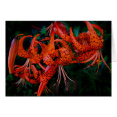 Tiger Lilly Cards (Front Horizontal)