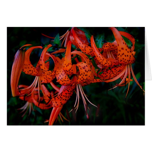 Tiger Lilly Cards (Front Horizontal)