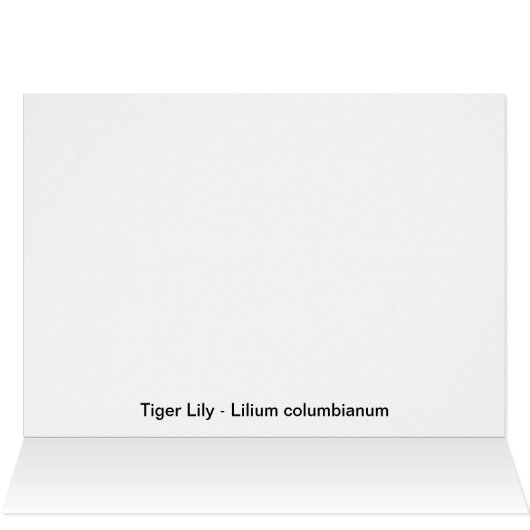 Tiger Lily (Inside Horizontal (Top))