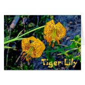 Tiger Lily (Front Horizontal)