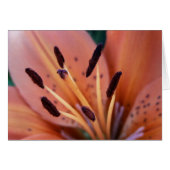 Tiger Lily Card (Front Horizontal)