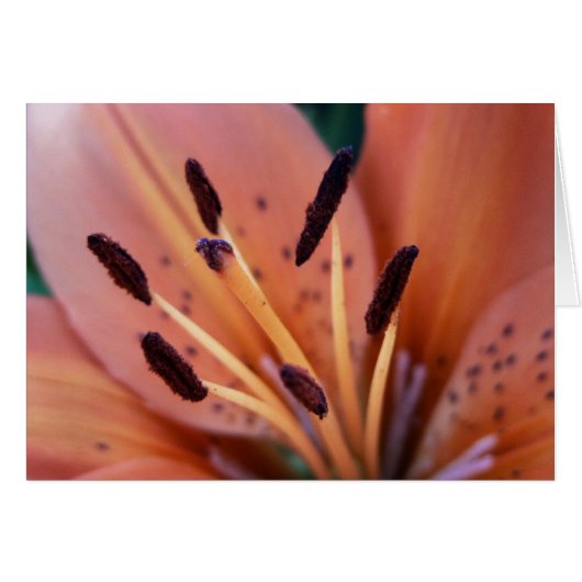Tiger Lily Card (Front Horizontal)
