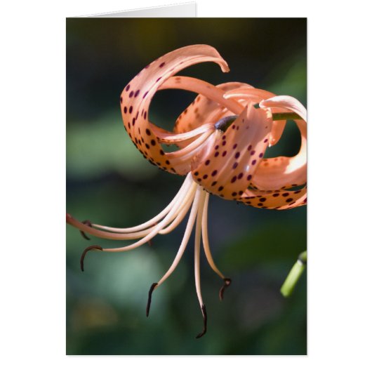 Tiger Lily Cards (Front)