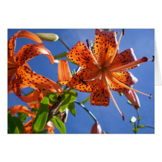 tiger lily cards