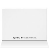 Tiger Lily Cards (Inside Horizontal (Top))