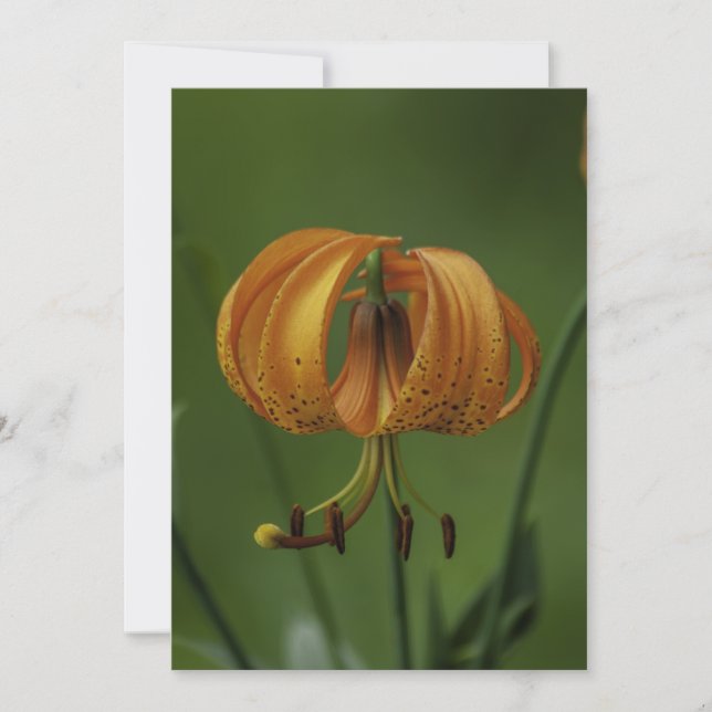 Tiger Lily  - Flat Greeting Card (Front)
