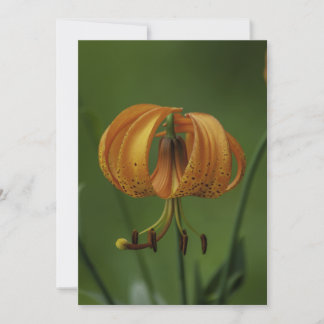 Tiger Lily - Flat Greeting Card
