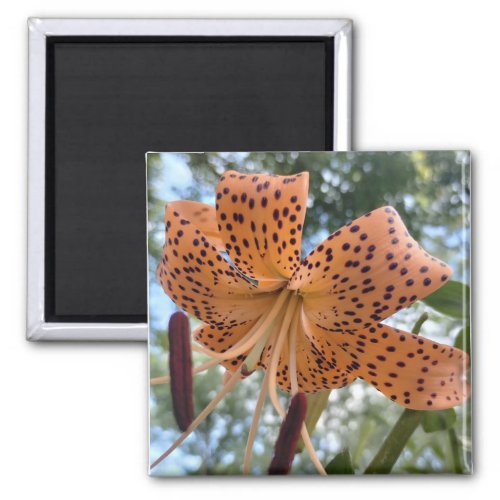 Tiger Lily Flower Cheer Magnet